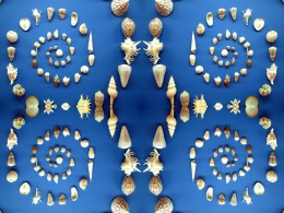 sea-coquillages-spirale