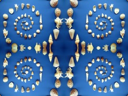 sea-coquillages-spirale