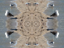 sea-gabians
