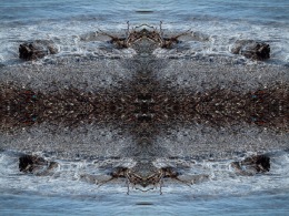 sea-plage-galets-branches