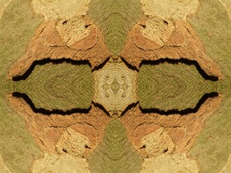 bois-ecorce-platane05