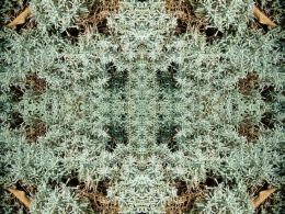 vert-grappes