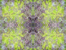 vert-mousse-spider